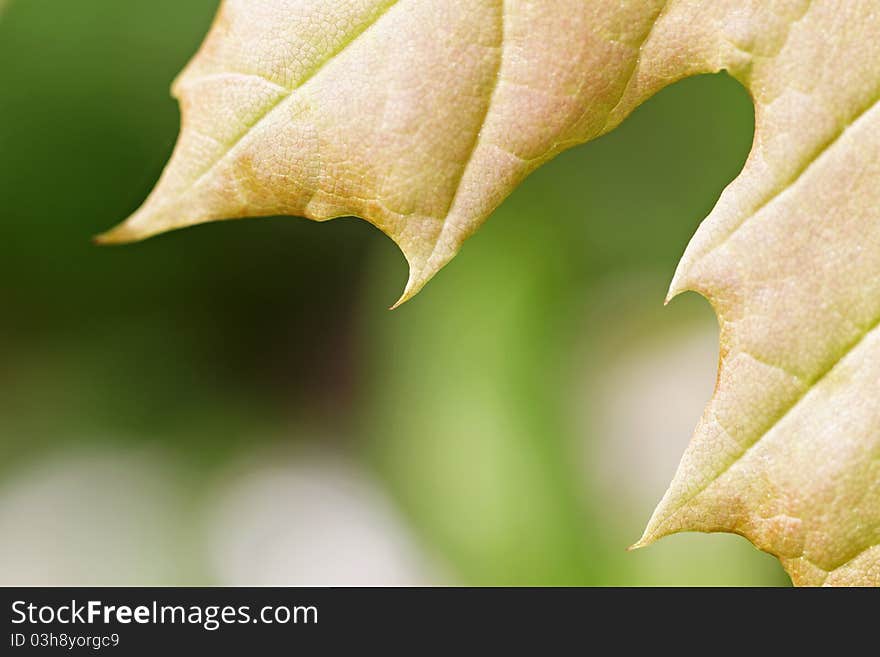 Part of maple leaf, macro horizontal photo. Part of maple leaf, macro horizontal photo.