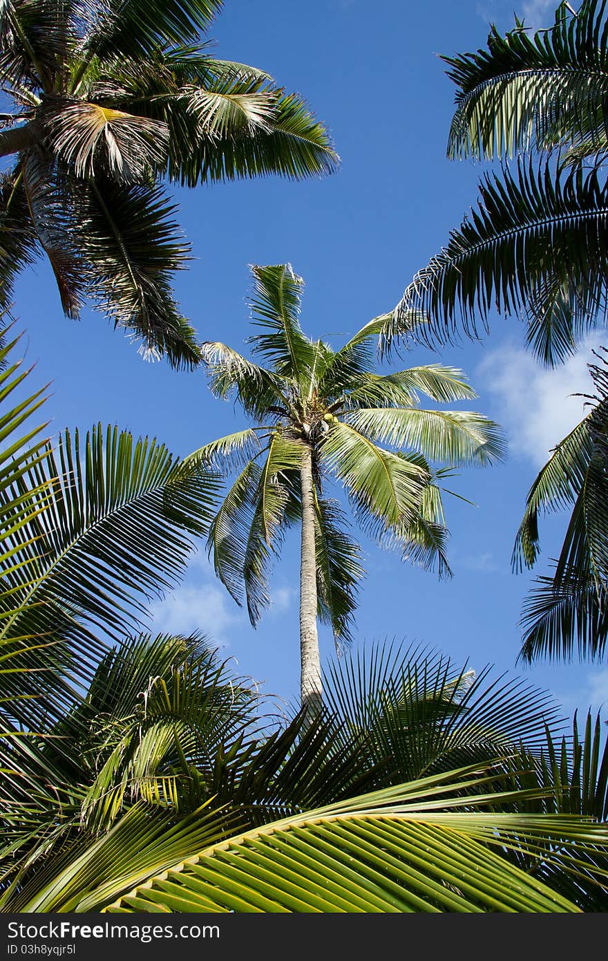 Tropical scene of palm trees and sky. Tropical scene of palm trees and sky