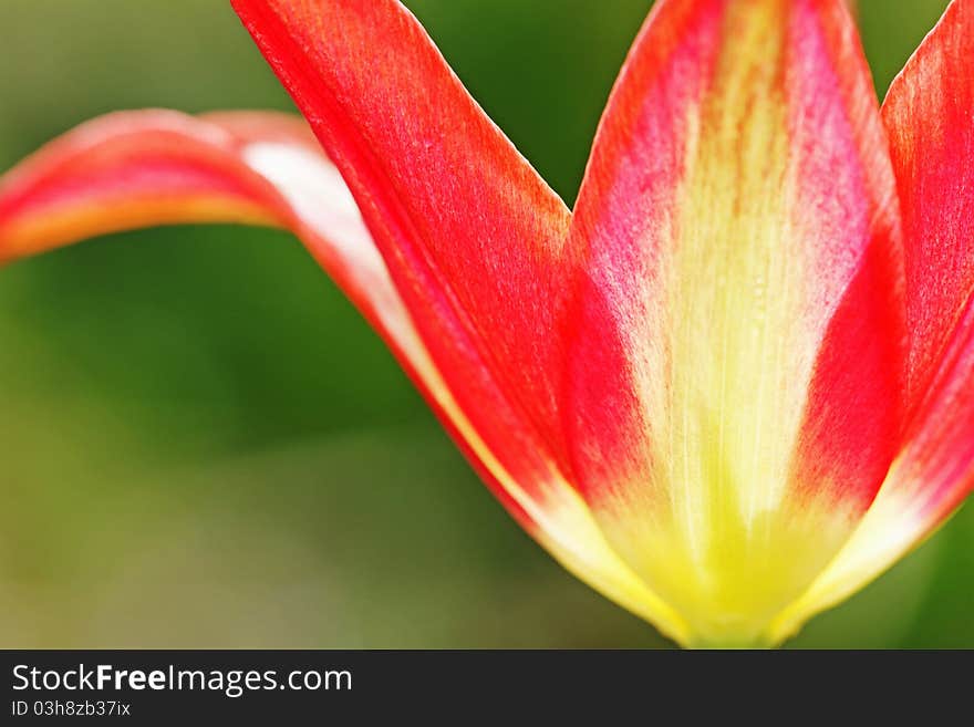 Part of yellow and red tulip.
