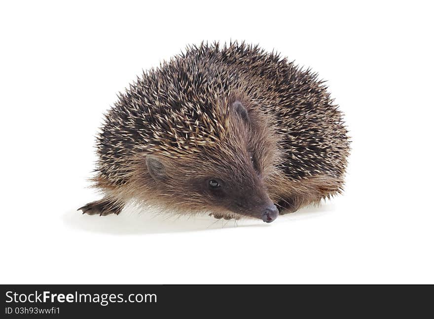 Young Hedgehog