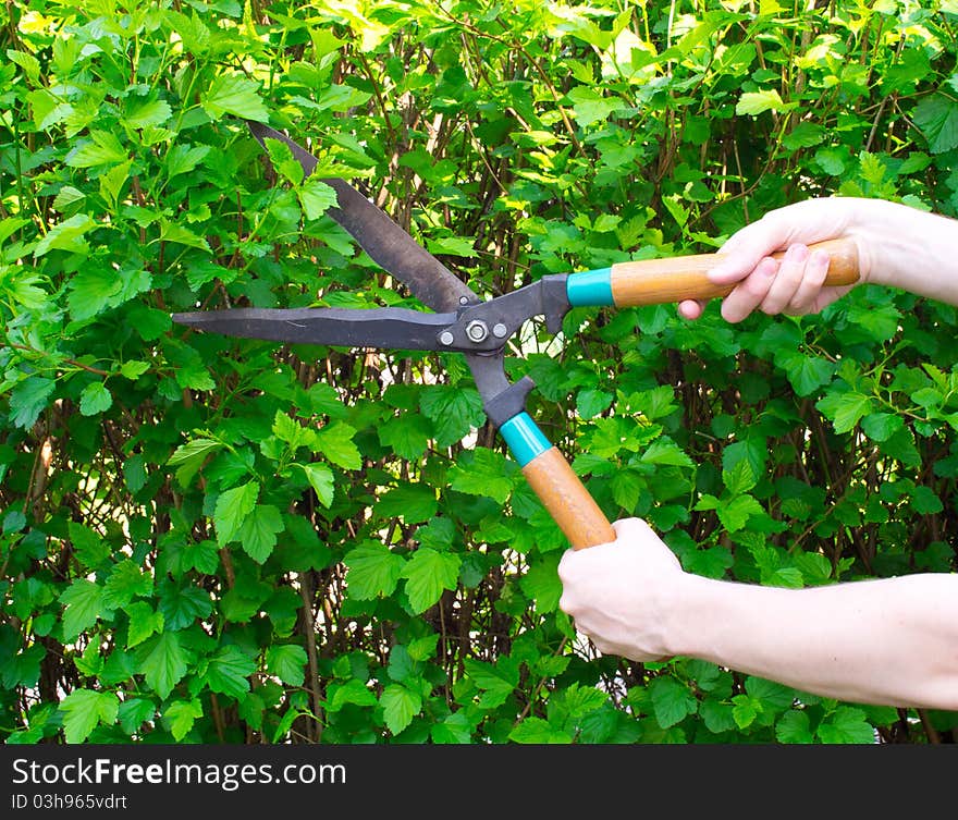 Hands are cut bush with clippers