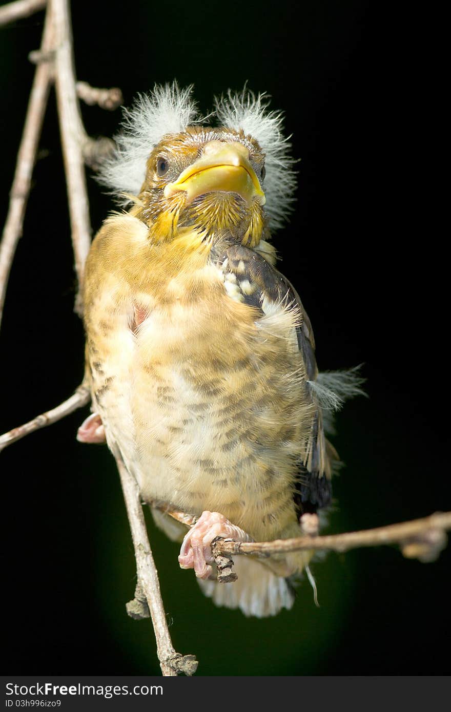 A Chick Of Hawfinch On The Branch / Coccothraustes