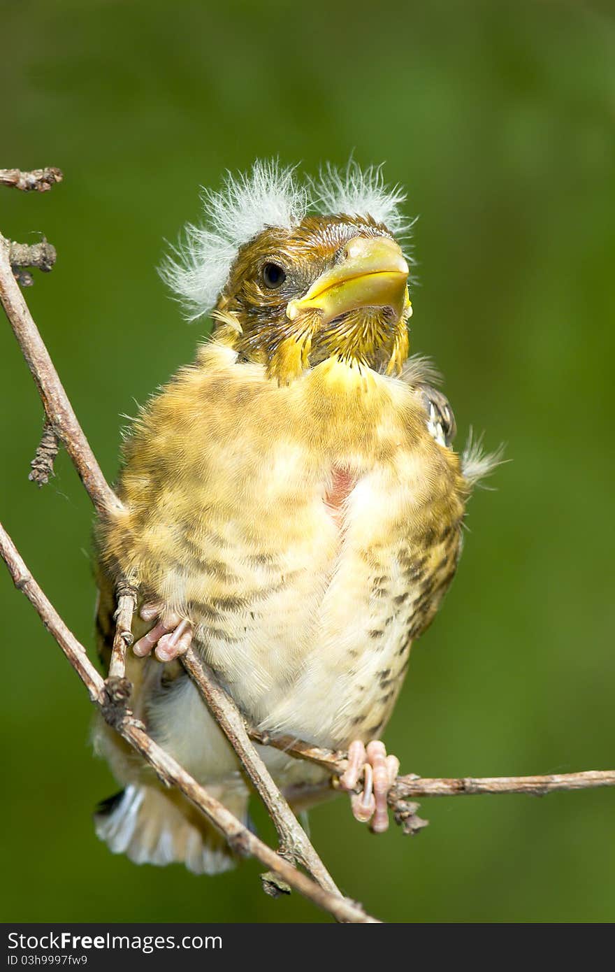 A chick of hawfinch on the branch / Coccothraustes