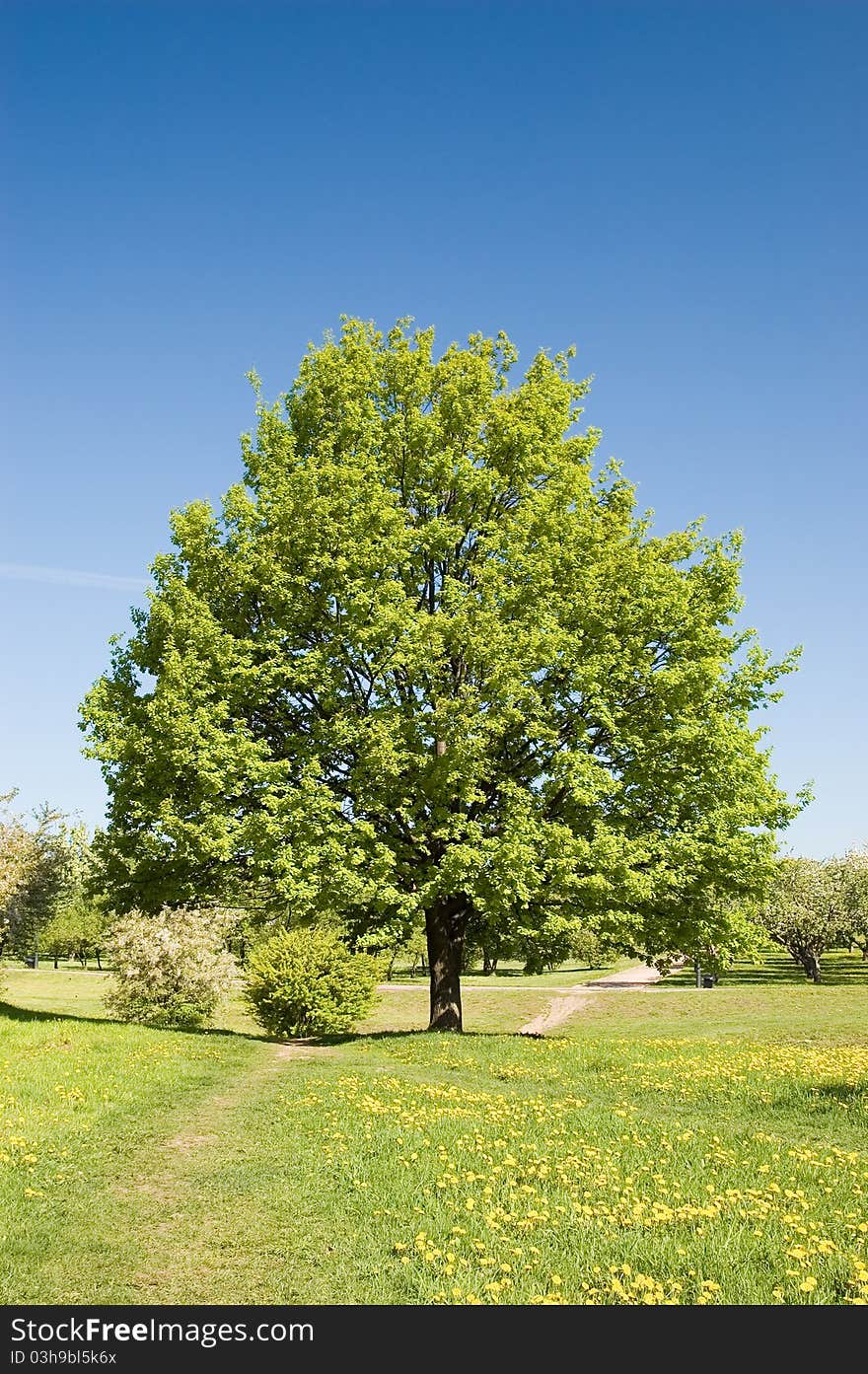 Single oak in the meadow at spring. Single oak in the meadow at spring.