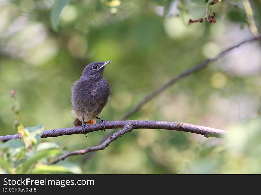 The black redstart (Phoenicurus ochruros) sitting on the tree branch.