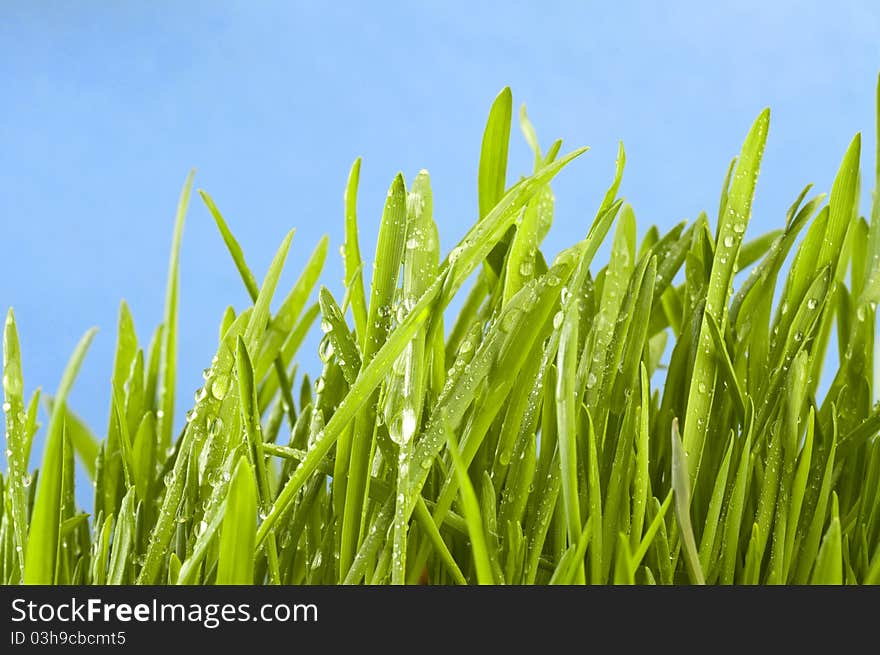 Fresh Grass On Green