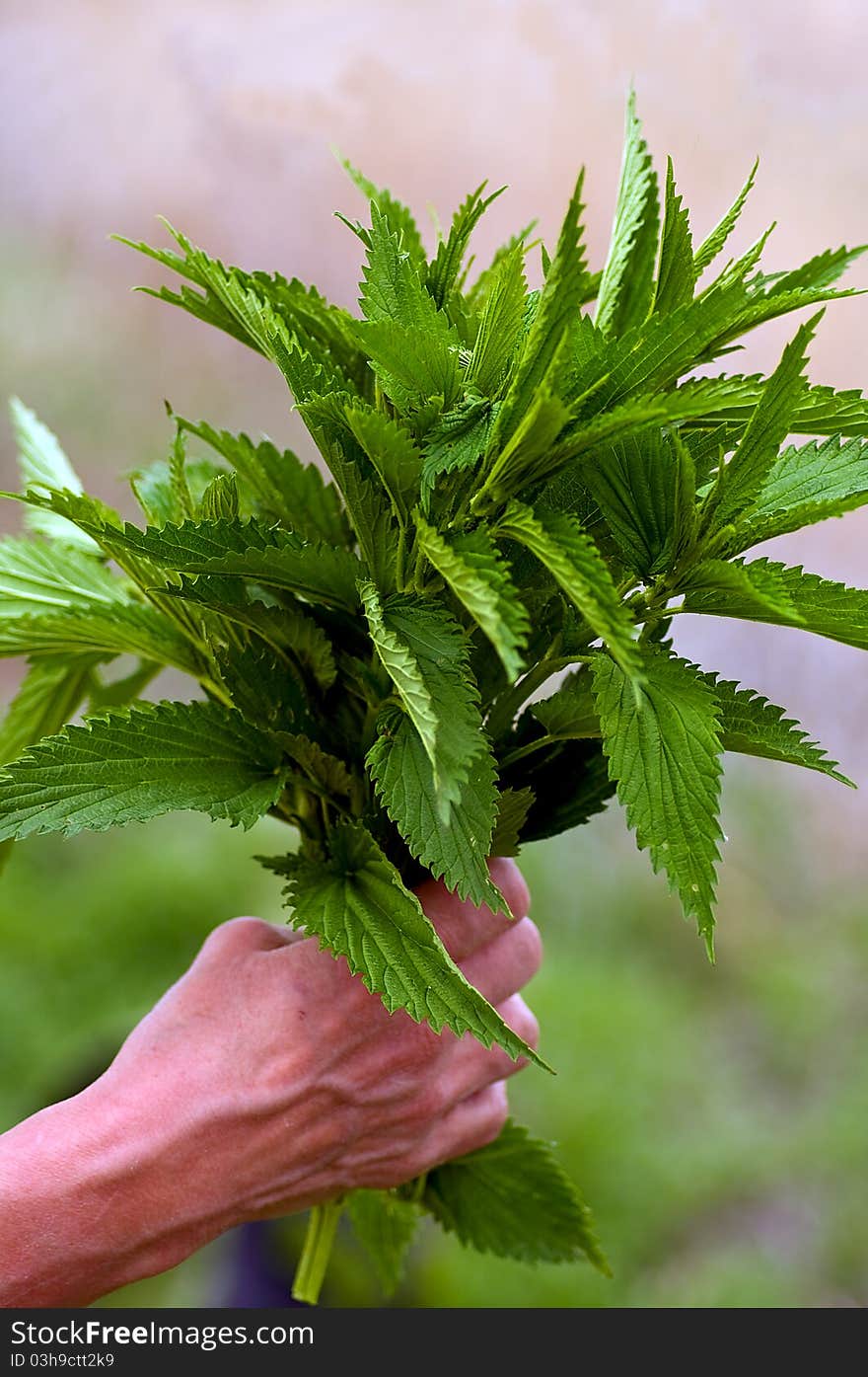 A handful of stinging nettle