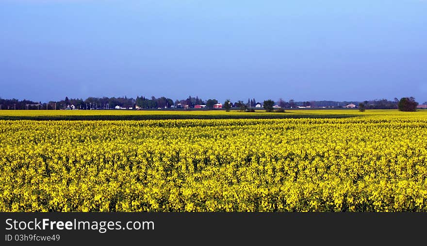 Mustard Seed Farm