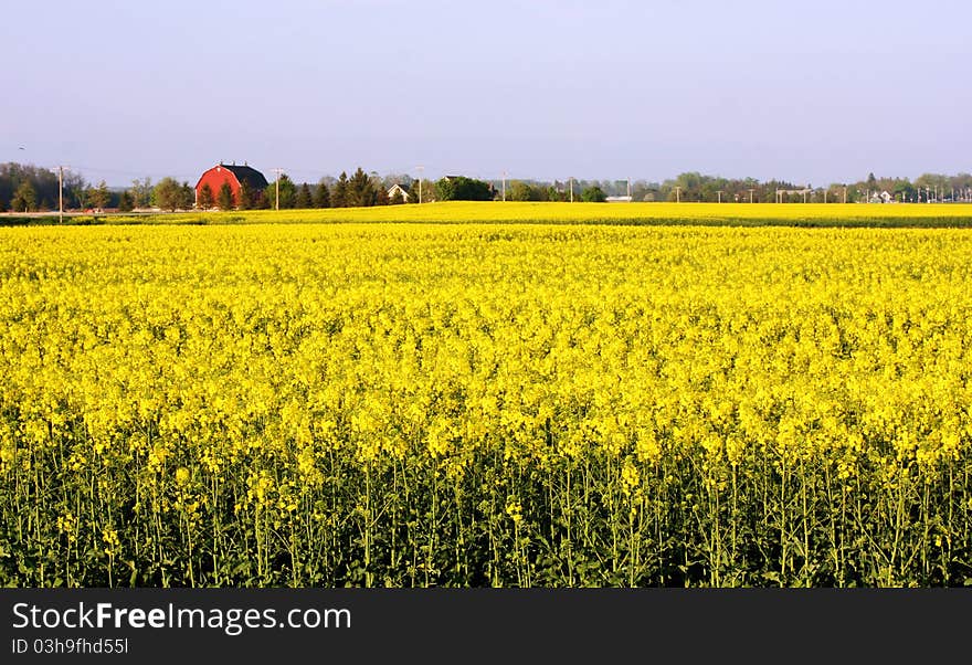 Canola Farm