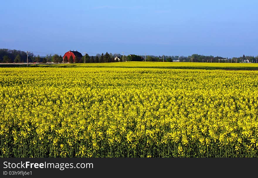 Canola Farm