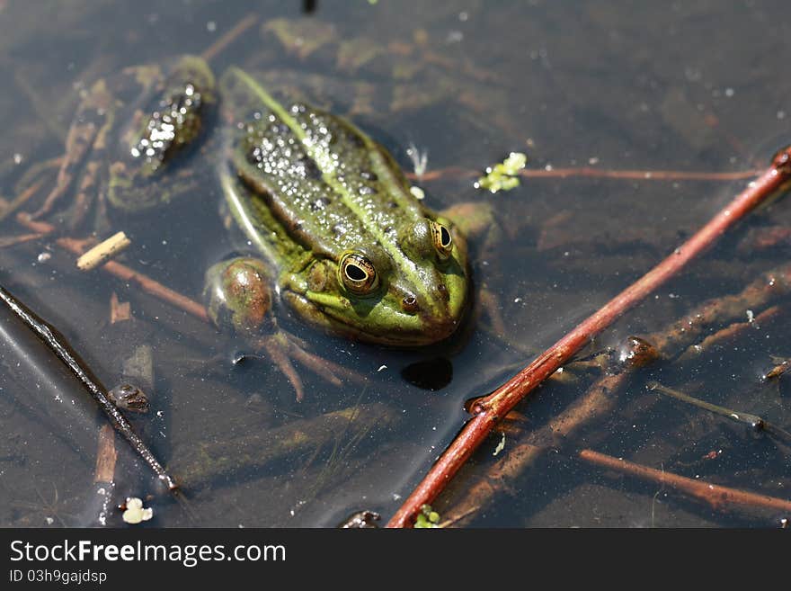 A frog sitting in water. A frog sitting in water