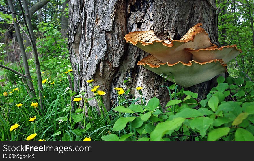 Wild mushrooms growing against a tree