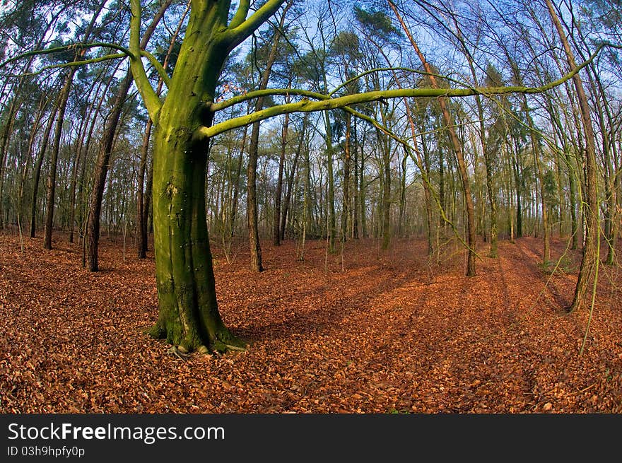 Wooden forest in Hengelo, Netherlands