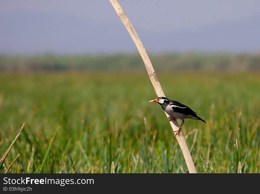 Asian pied starling (Sturnus contra)