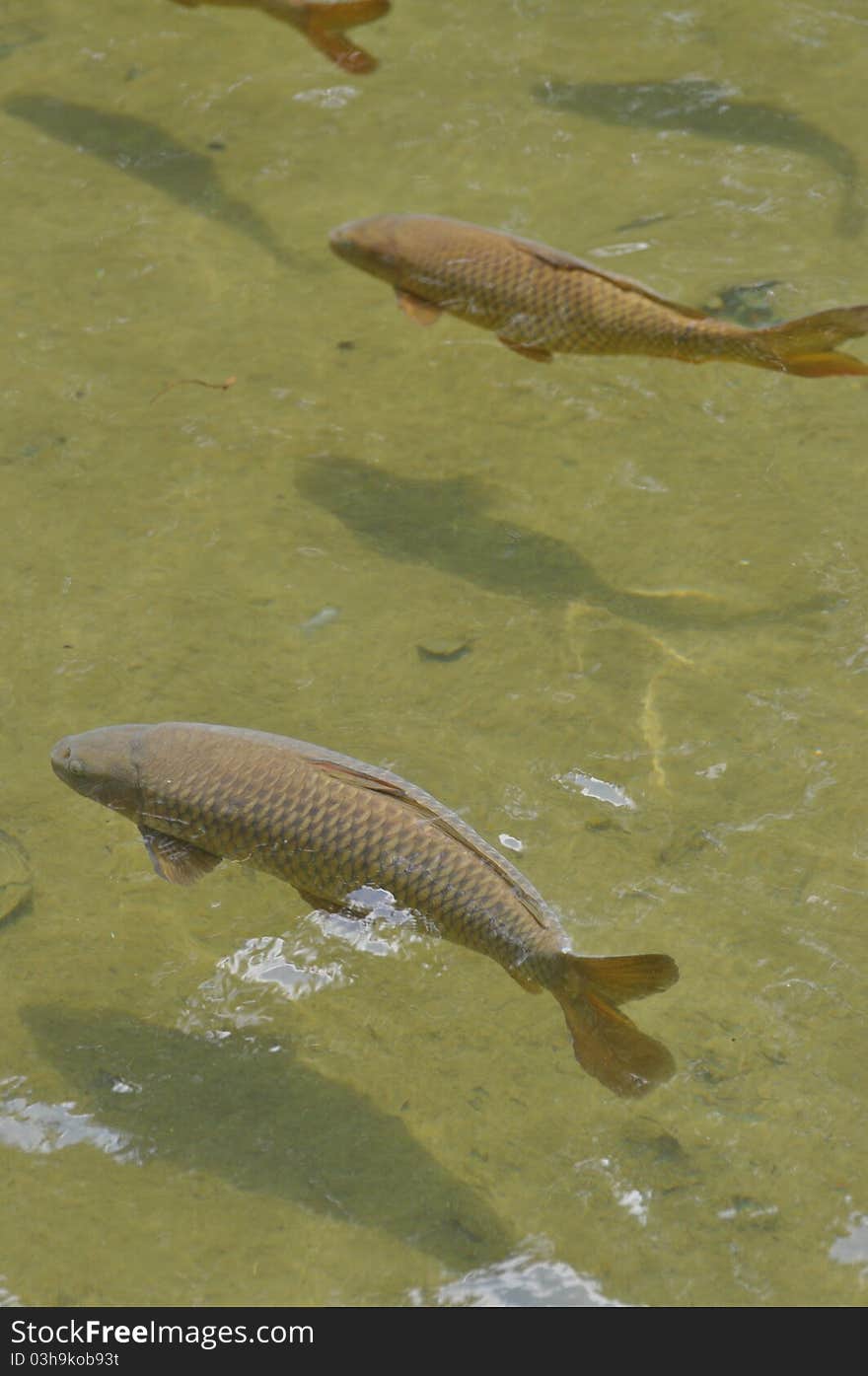 Carp swim in a local pond followed by their shadows. Carp swim in a local pond followed by their shadows