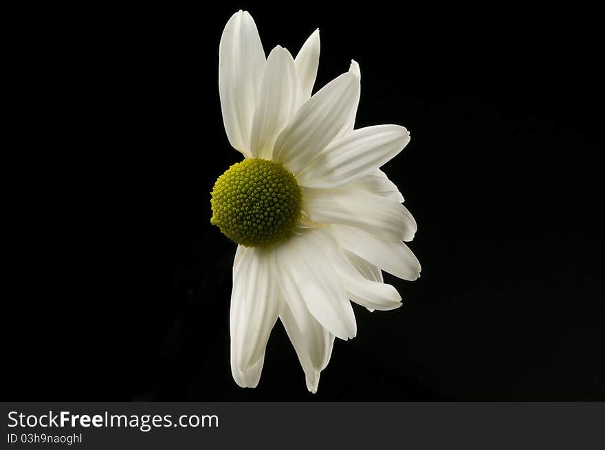 Horizontal photograph of a white daisy with only half of its petals. Horizontal photograph of a white daisy with only half of its petals