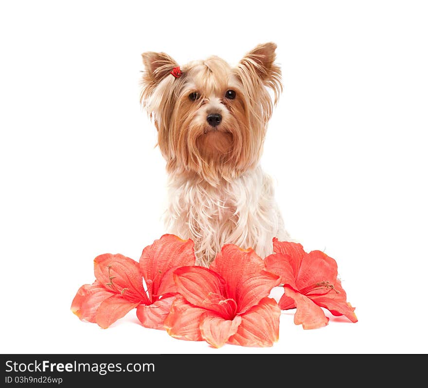 Yorkshire Terrier with red flowers