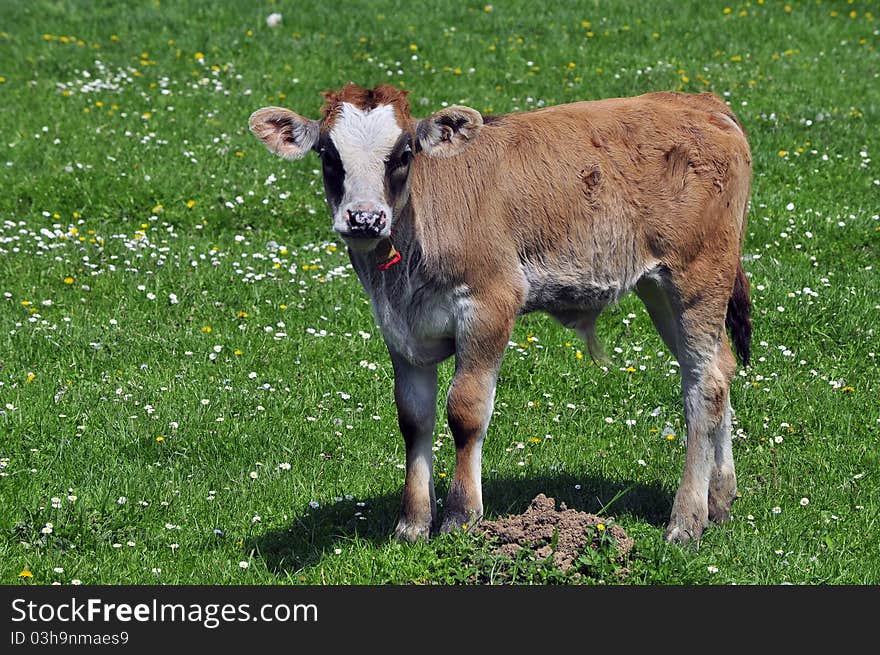 Brown calf on sunny green field. Brown calf on sunny green field