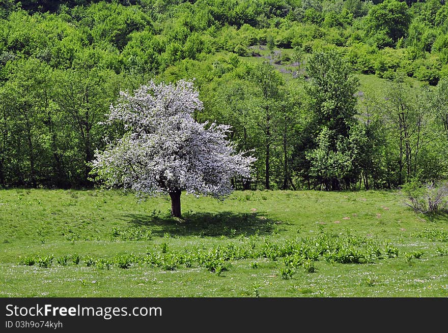 White tree in the green forest