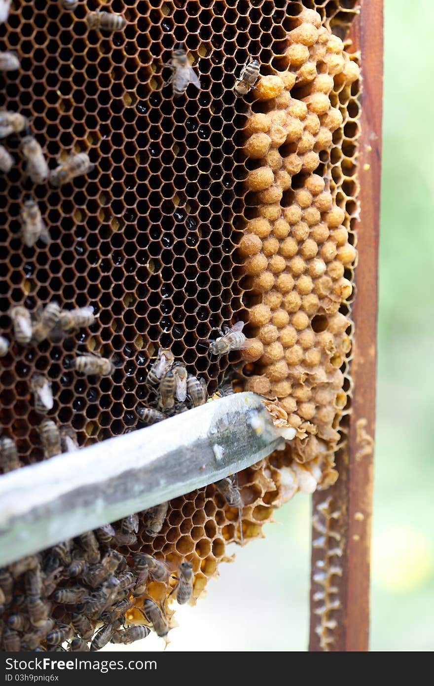 Beekeeper inspecting the panel of a commercial hive. Beekeeper inspecting the panel of a commercial hive