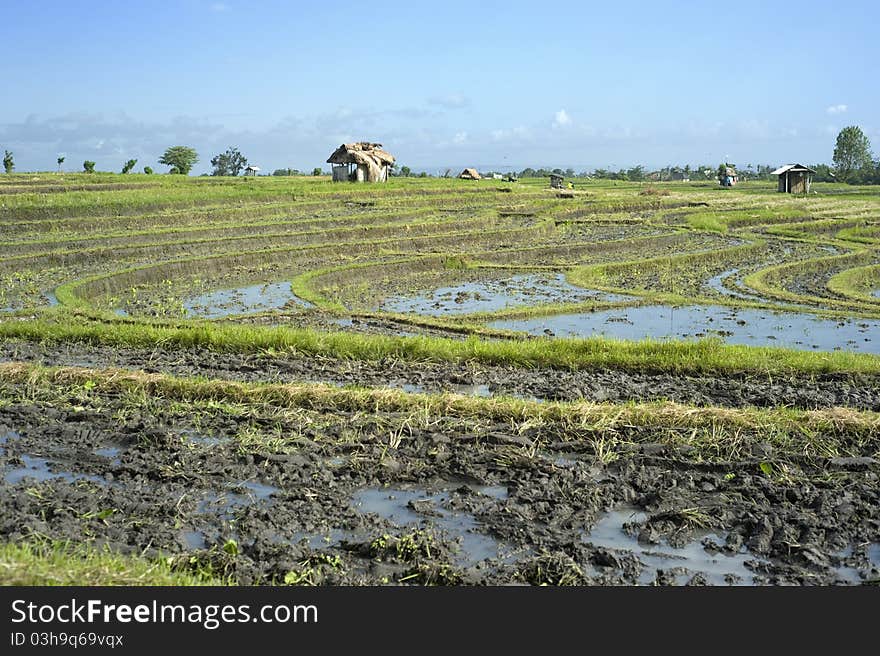 Rice field