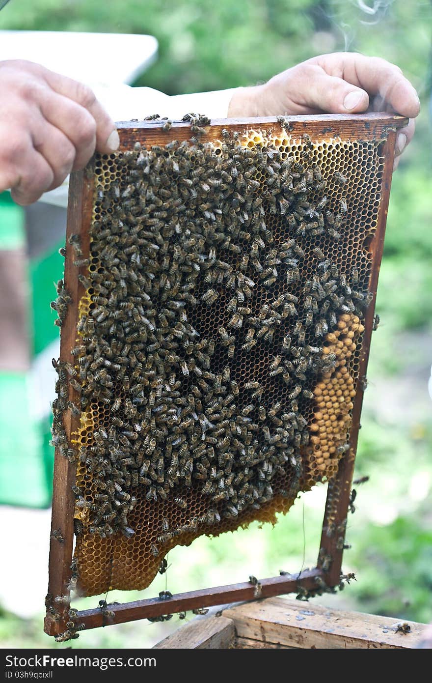 Beekeeper inspecting the panel of a commercial hive. Beekeeper inspecting the panel of a commercial hive