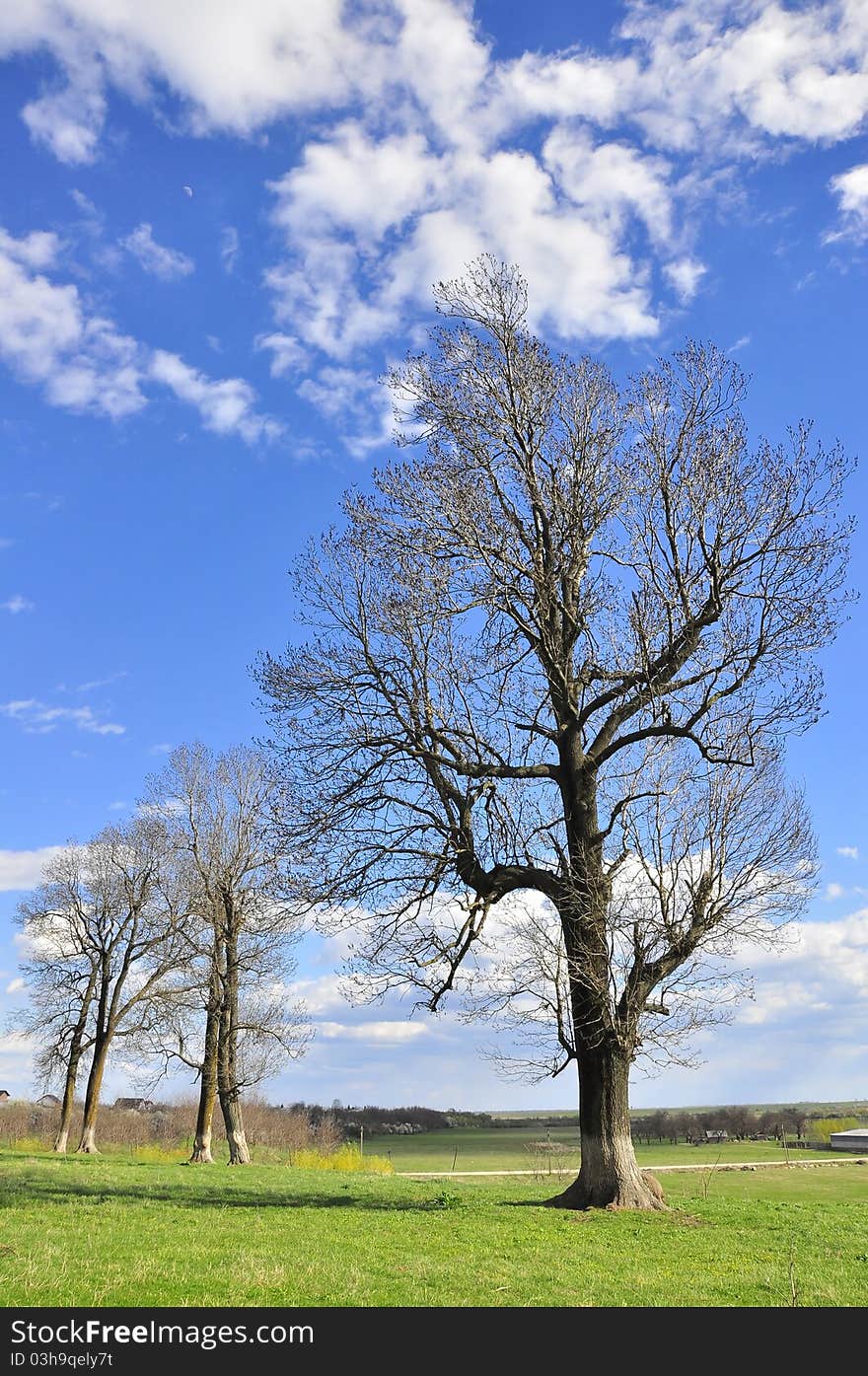 Collinear trees on the hill. Collinear trees on the hill