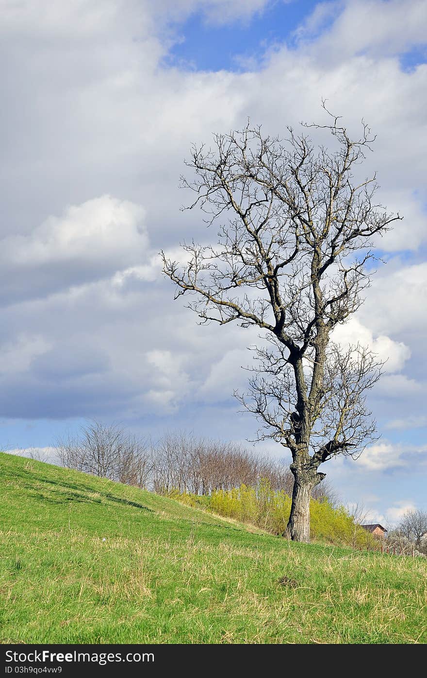 Old tree on the hill under cloudy sky. Old tree on the hill under cloudy sky