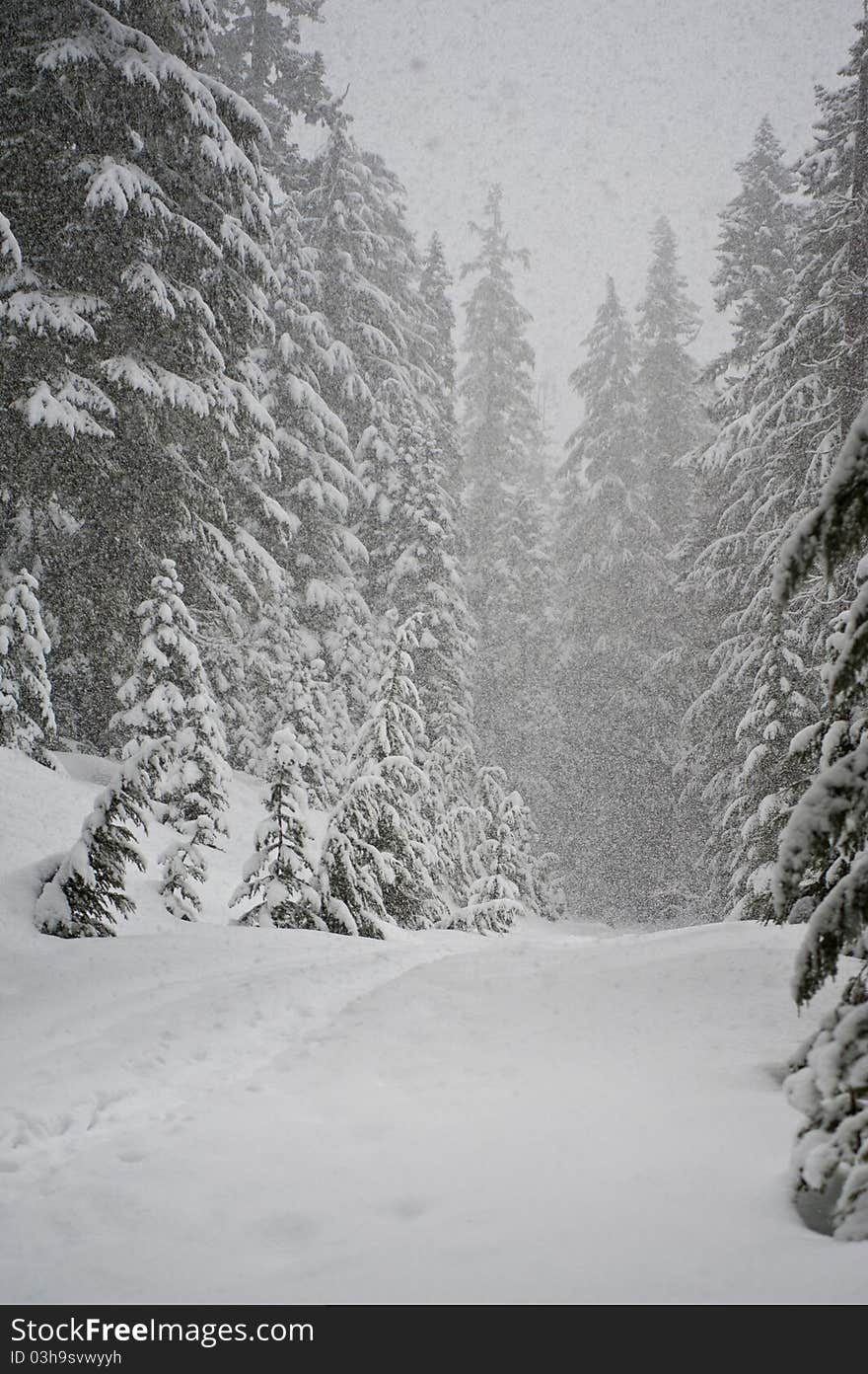 Blizzard in pine forest