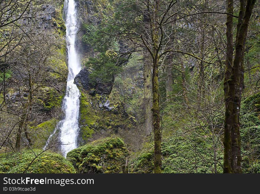 Waterfall among trees in the Pacific Northwest. Waterfall among trees in the Pacific Northwest