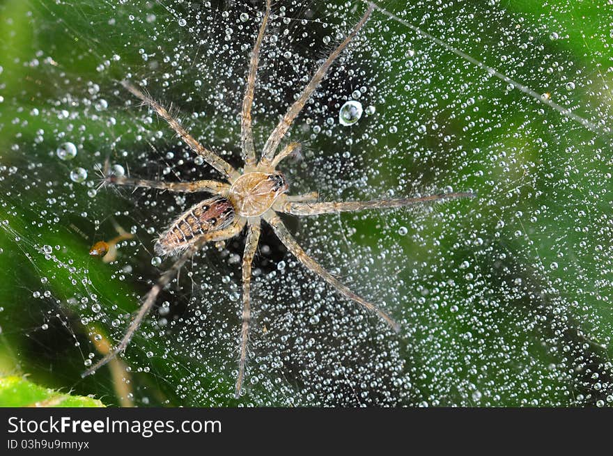 Wolf Spider At Its Nest In The Morning Dew