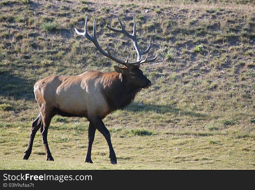 Evergreen Elk 01