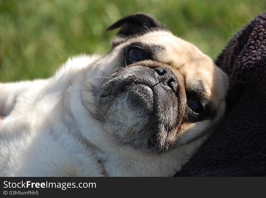 Pug lounging in the Springtime sun. Pug lounging in the Springtime sun.