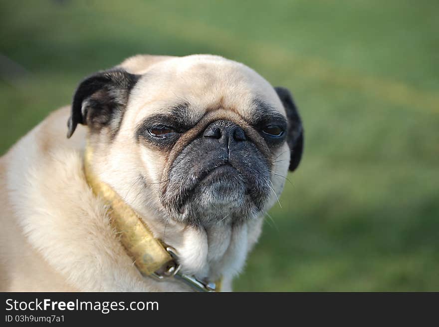 Pug lounging in the Springtime sun. Pug lounging in the Springtime sun.