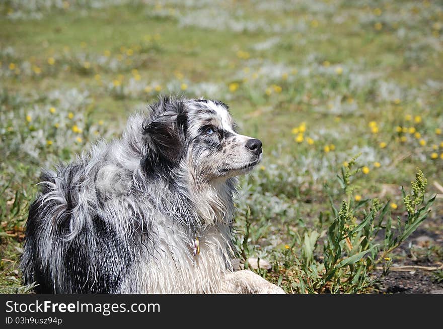 Australian Shepherd resting in a flowery meadow. Australian Shepherd resting in a flowery meadow.