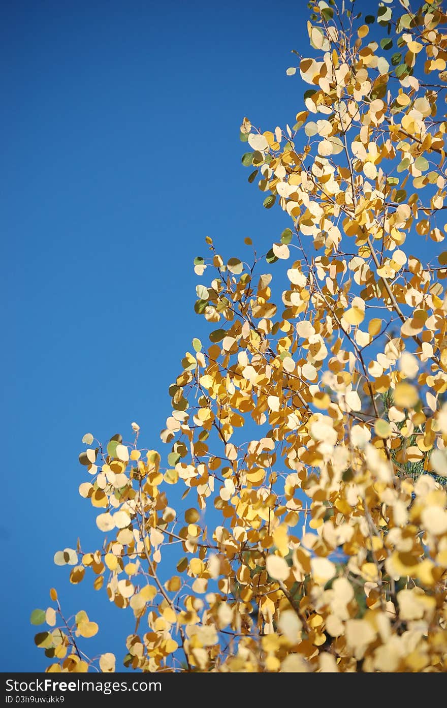 Aspen tree against a clear blue sky in Dillon, Colorado. Aspen tree against a clear blue sky in Dillon, Colorado