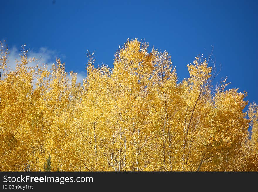 Aspen trees against a clear blue sky in Dillon, Colorado. Aspen trees against a clear blue sky in Dillon, Colorado