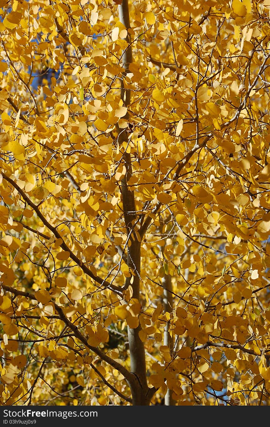 Aspen tree near Dillon, Colorado in autumn. Aspen tree near Dillon, Colorado in autumn.