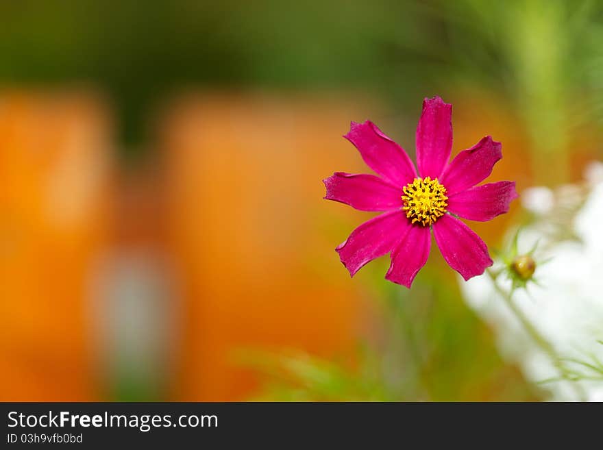 A colorful flower