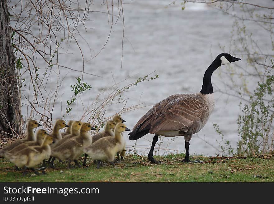 An alert goose and a group of goslings walk on the banks of the Arkansas river near Salida, Colorado. An alert goose and a group of goslings walk on the banks of the Arkansas river near Salida, Colorado