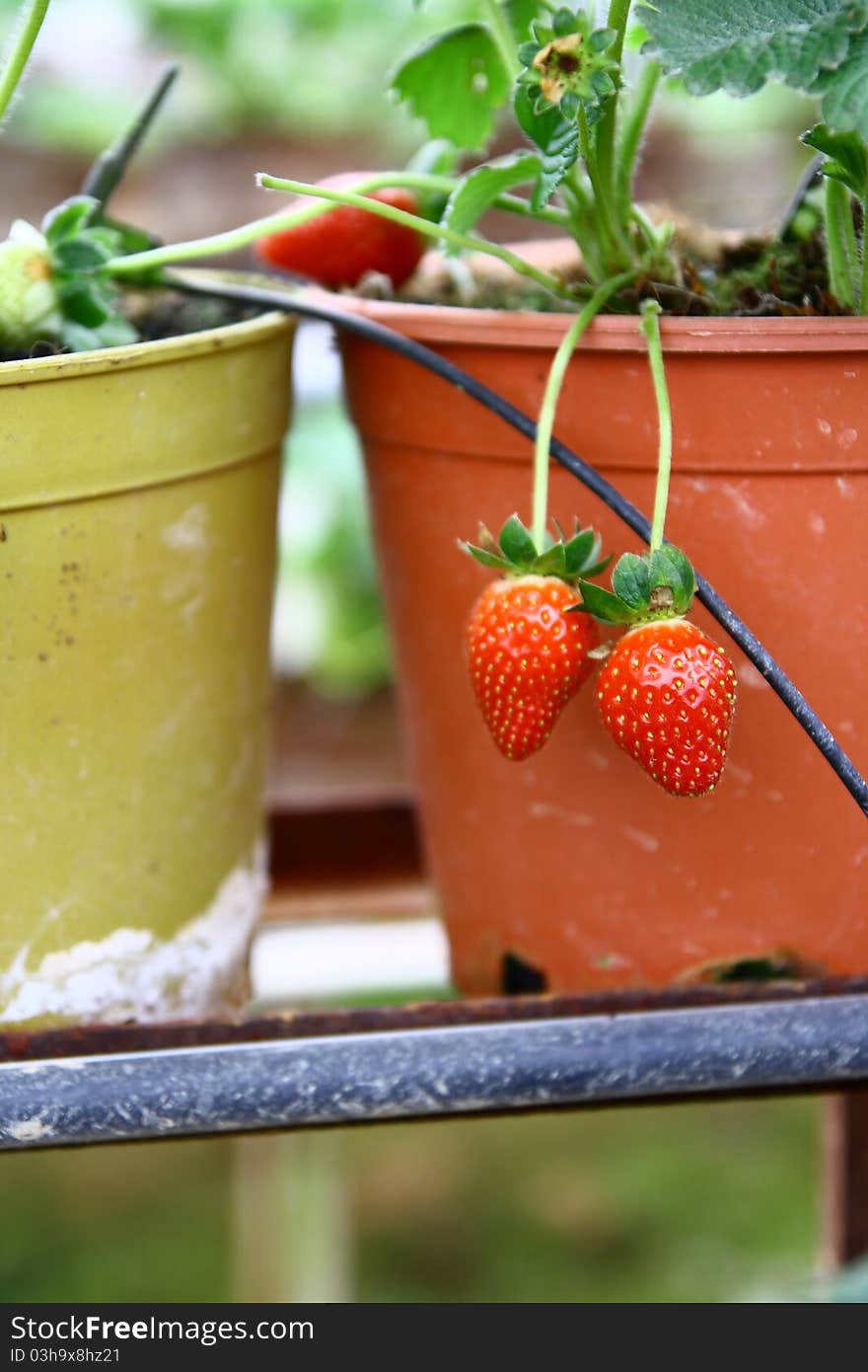 Strawberry in the Strawberry Farm