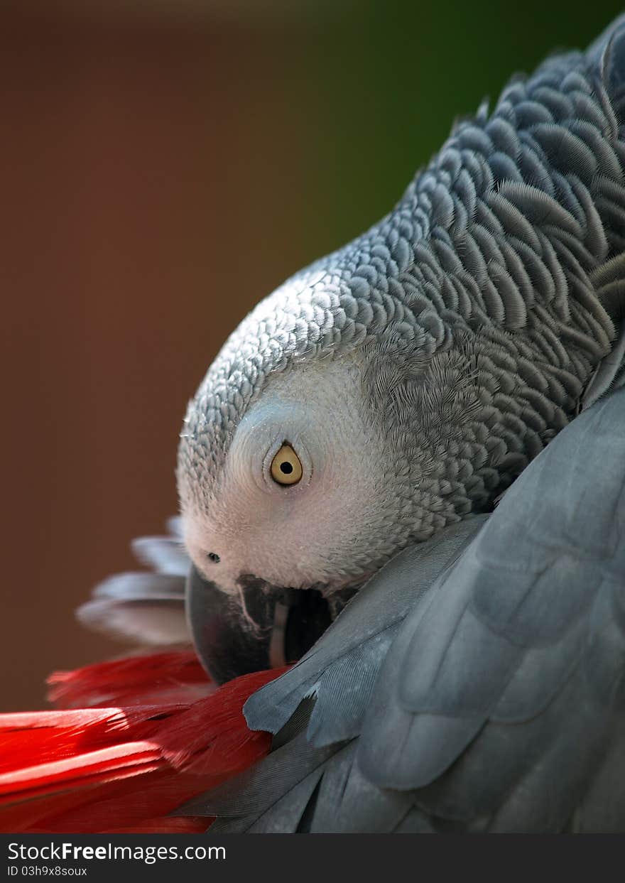 Portrait of an Congo African Grey Parrot (Psittacus erithacus erithacus). Portrait of an Congo African Grey Parrot (Psittacus erithacus erithacus)