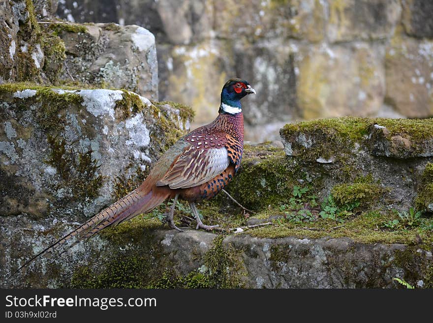 Pheasant on the rocks