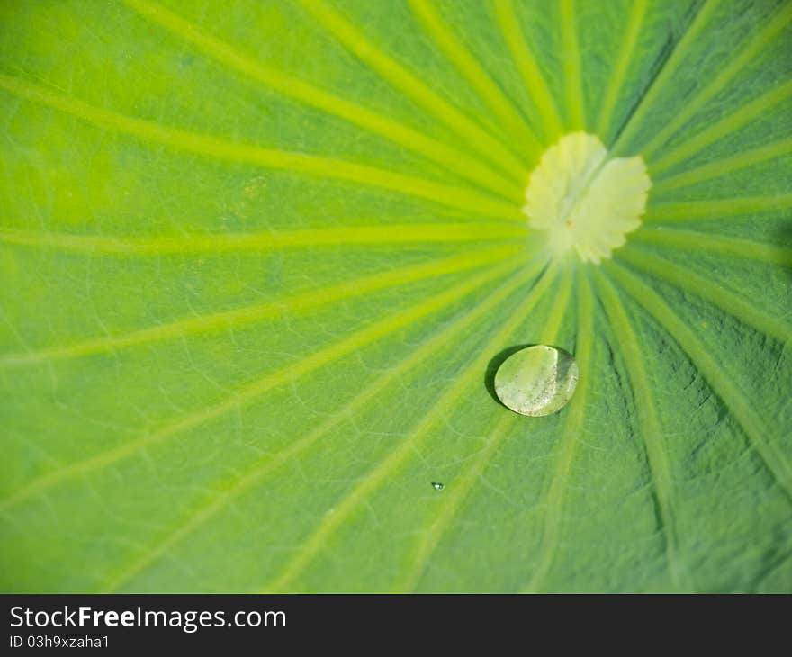 Green lotus leaf with water drop