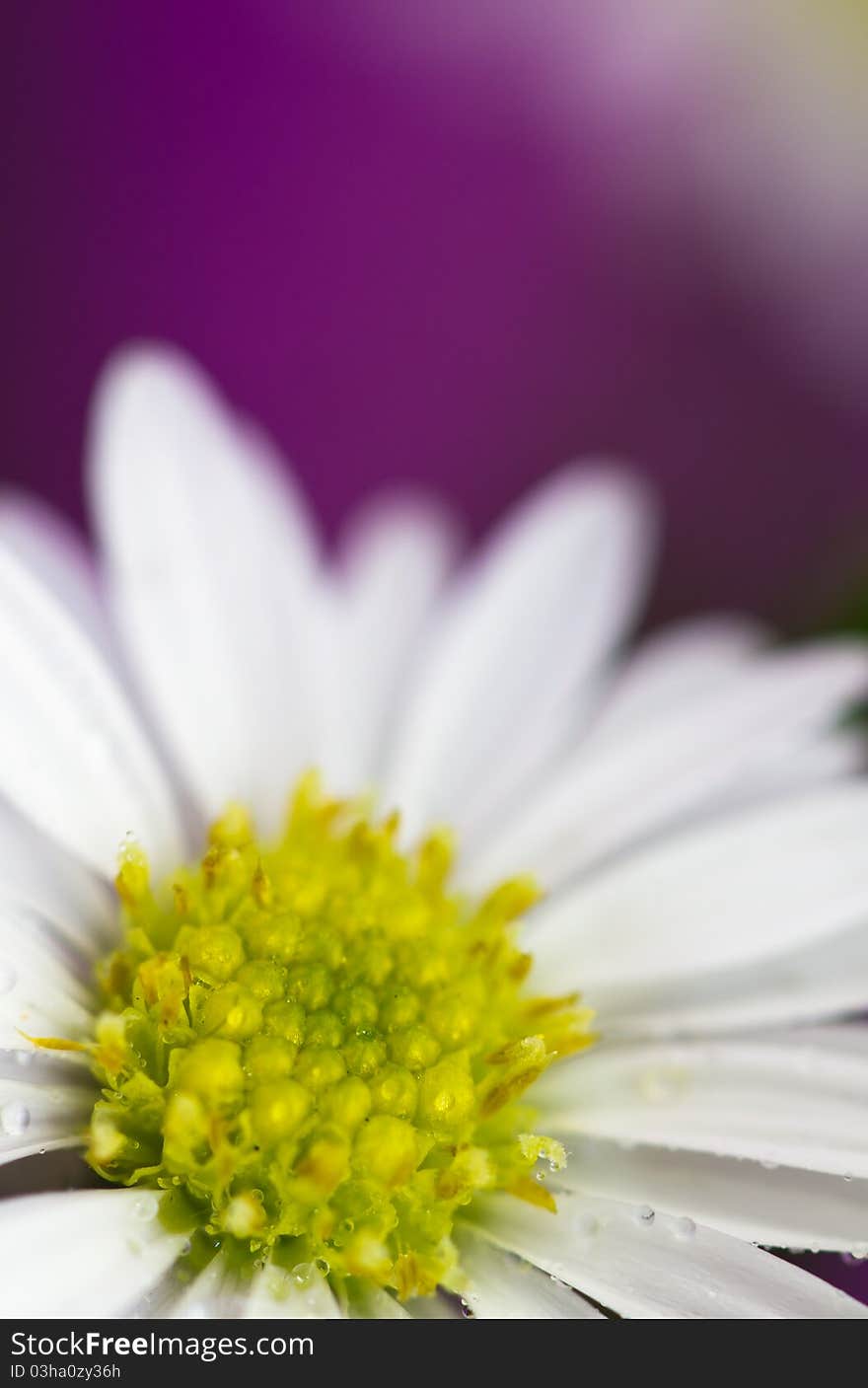 Close up on white daisy flower in graduation bouquet with purple background. Close up on white daisy flower in graduation bouquet with purple background