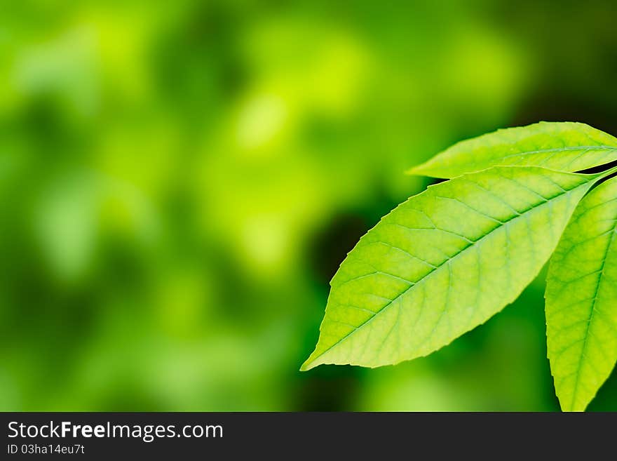 Beautiful Fresh Leaves with Water drops