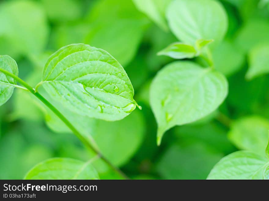 Beautiful Fresh Leaves with Water drops as backgraund