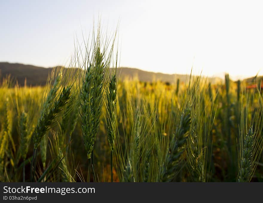 Green Barley Field1