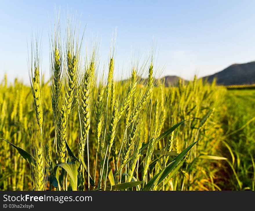 Green barley field in spring on a sunny day. Green barley field in spring on a sunny day