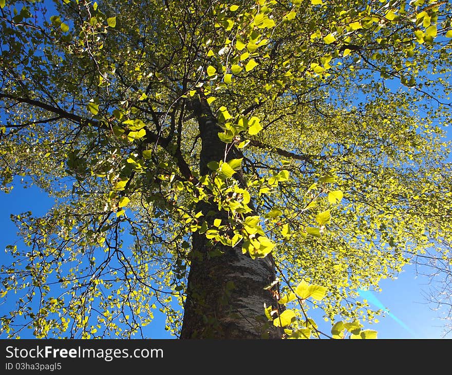 A tall Birch Tree in Summer